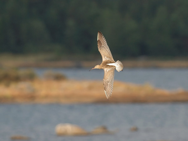 Kuovi, Eurasian Curlew, Numenius arquata